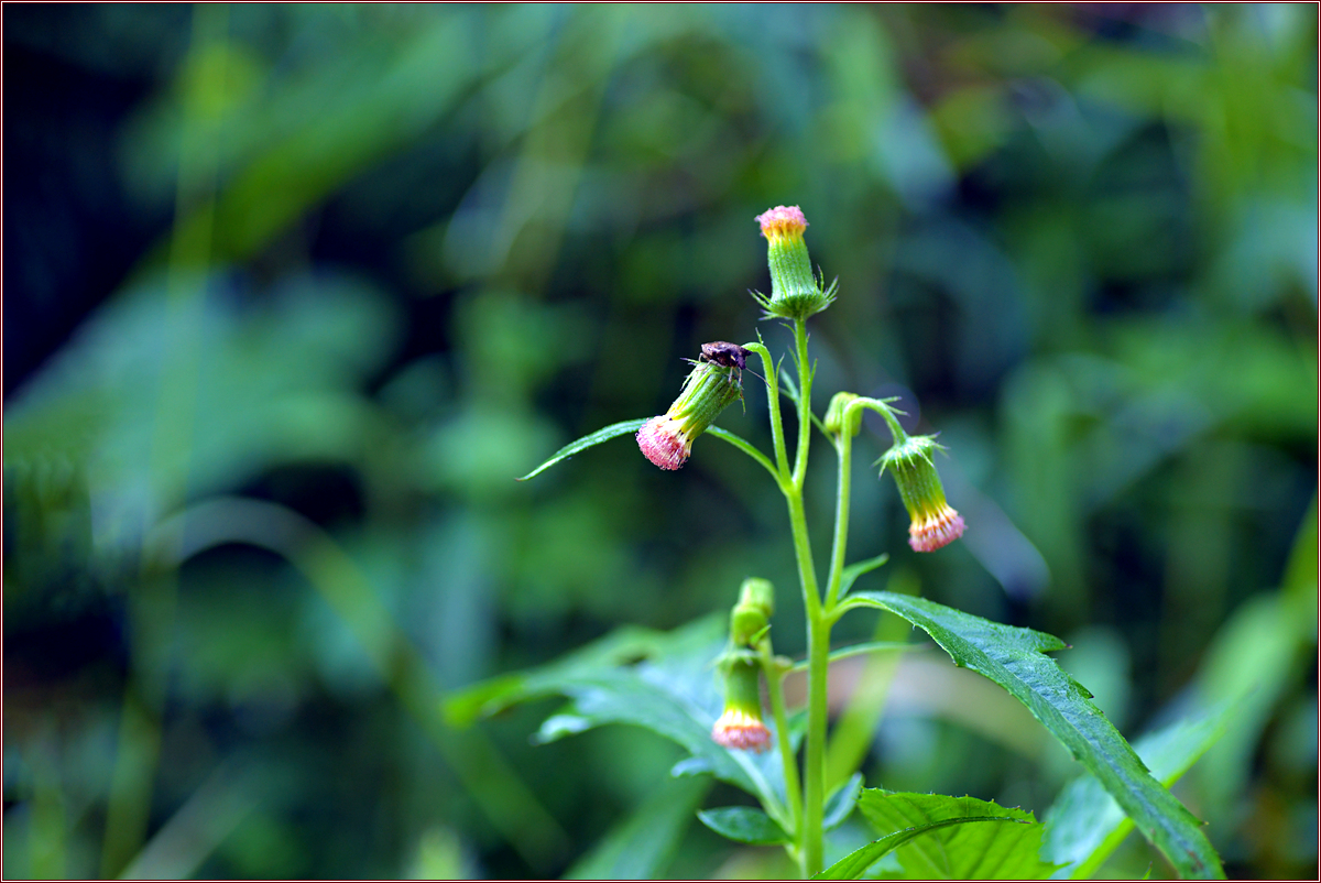 DSC_4495.jpg