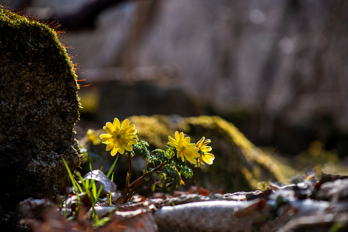 _DSC1835aaa.jpg