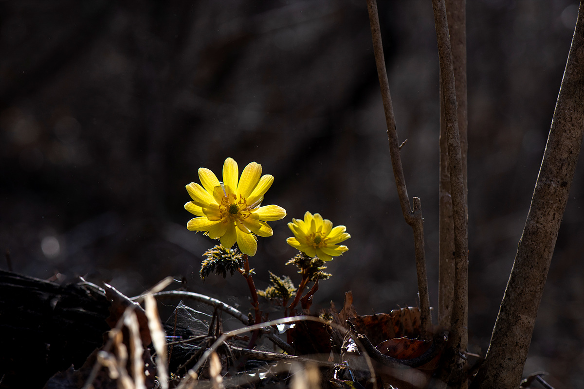 _DSC1770a.jpg