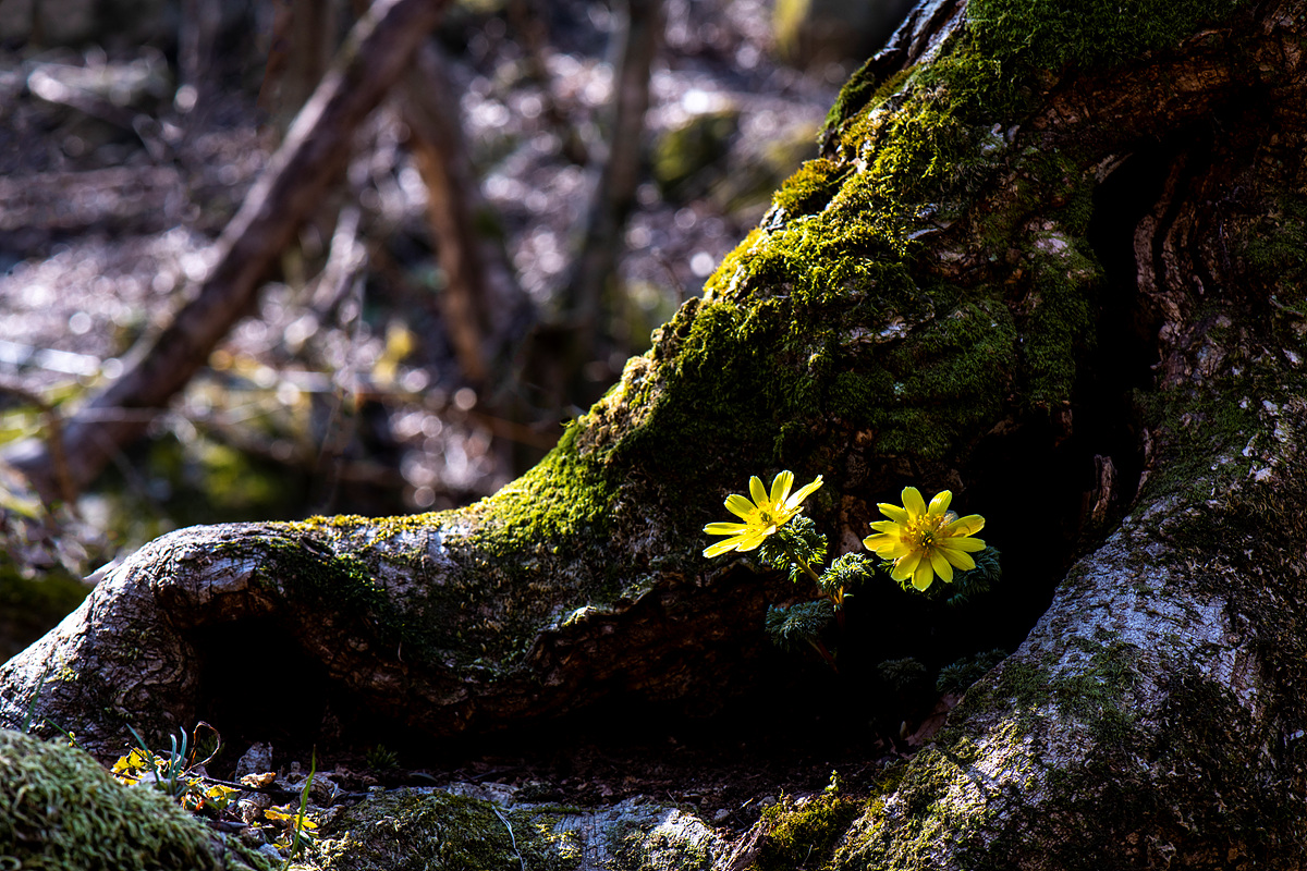 _DSC1840aa.jpg