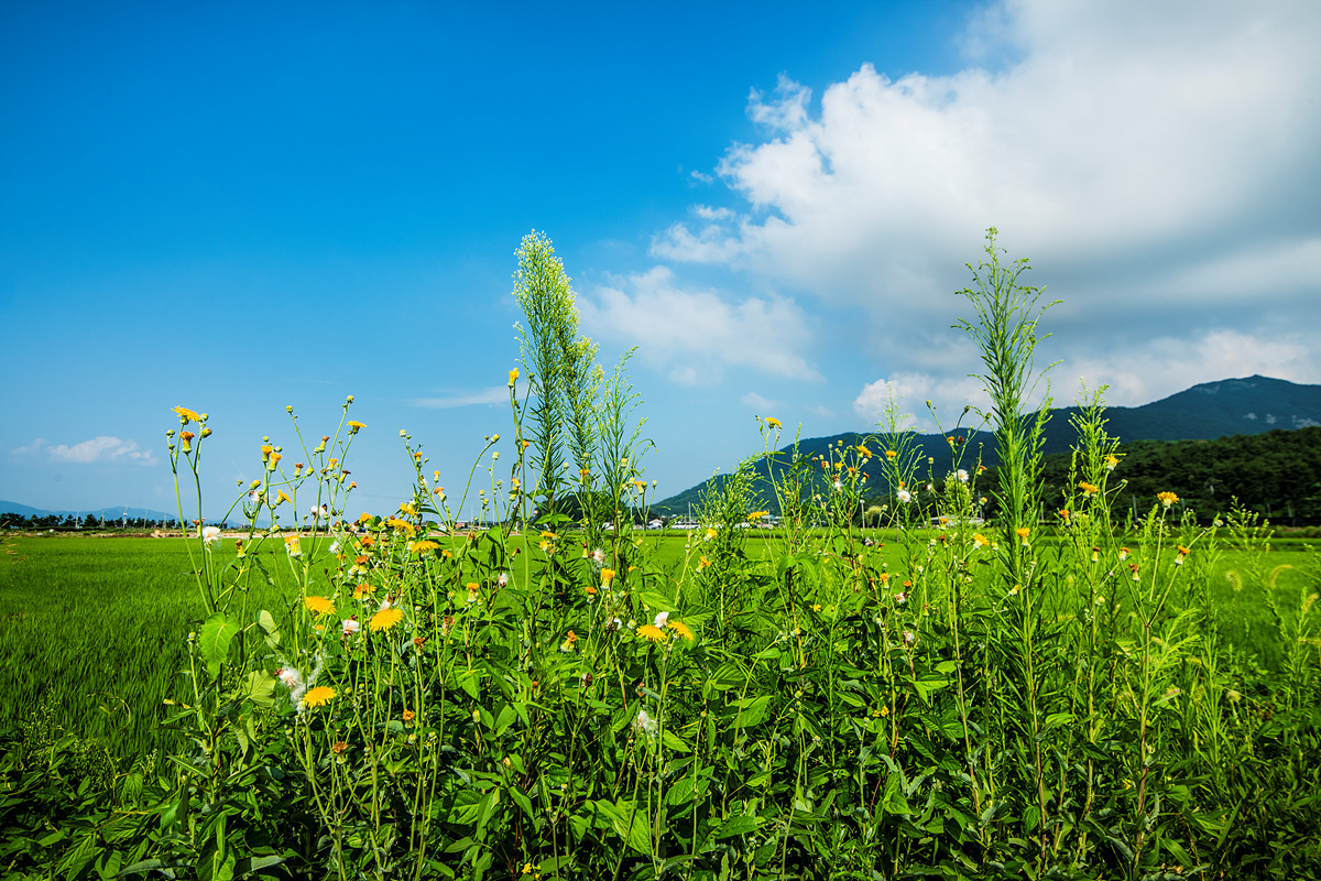 DSC_3875aaa.jpg