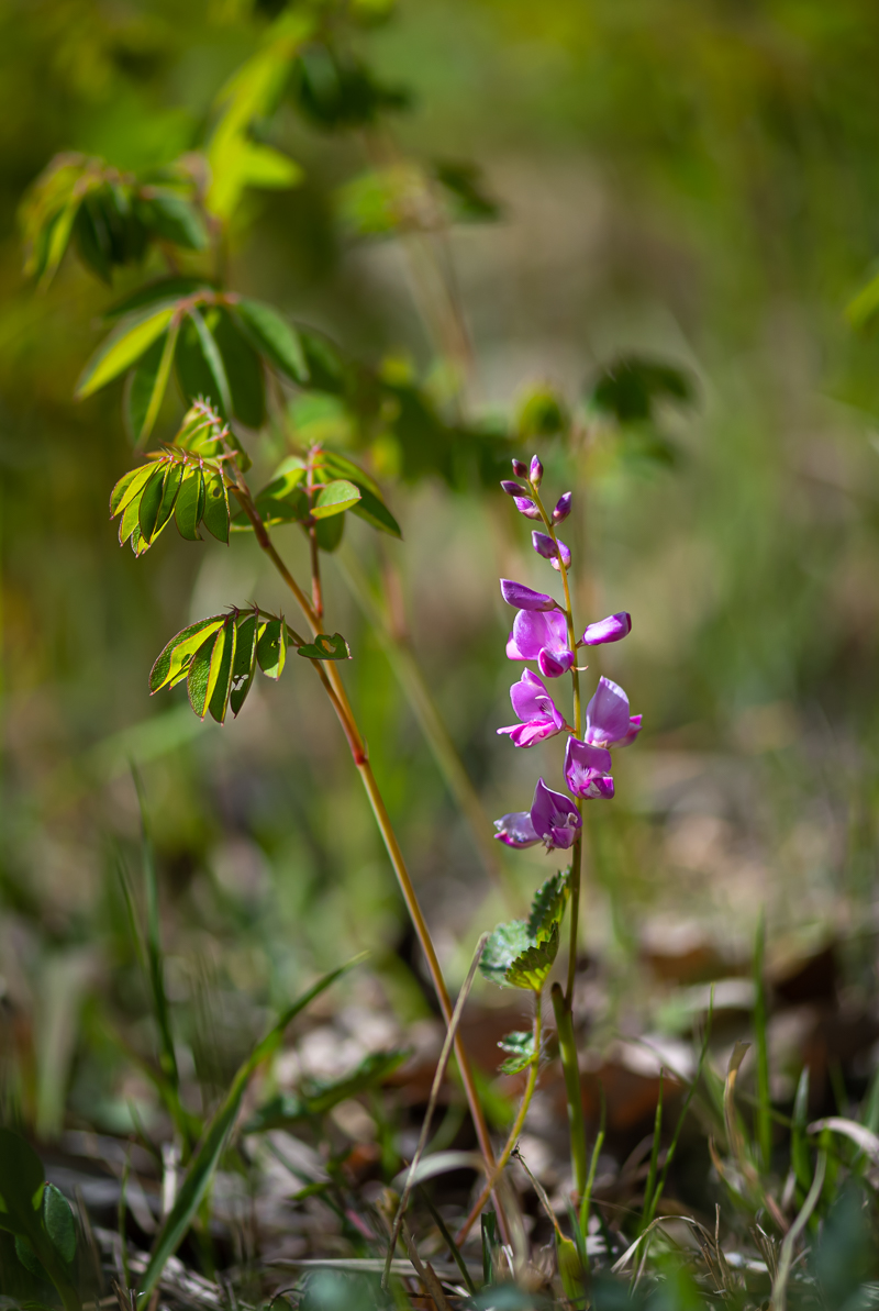 DSC_5126.jpg