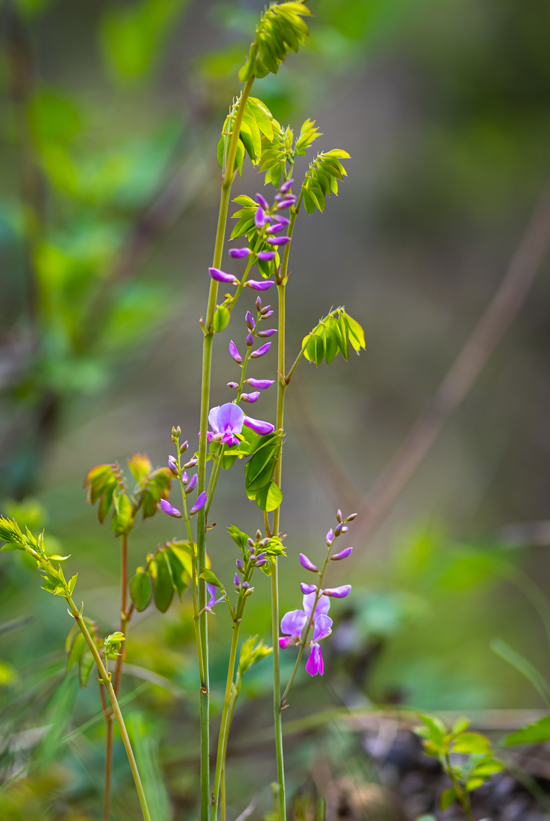DSC_5110.jpg