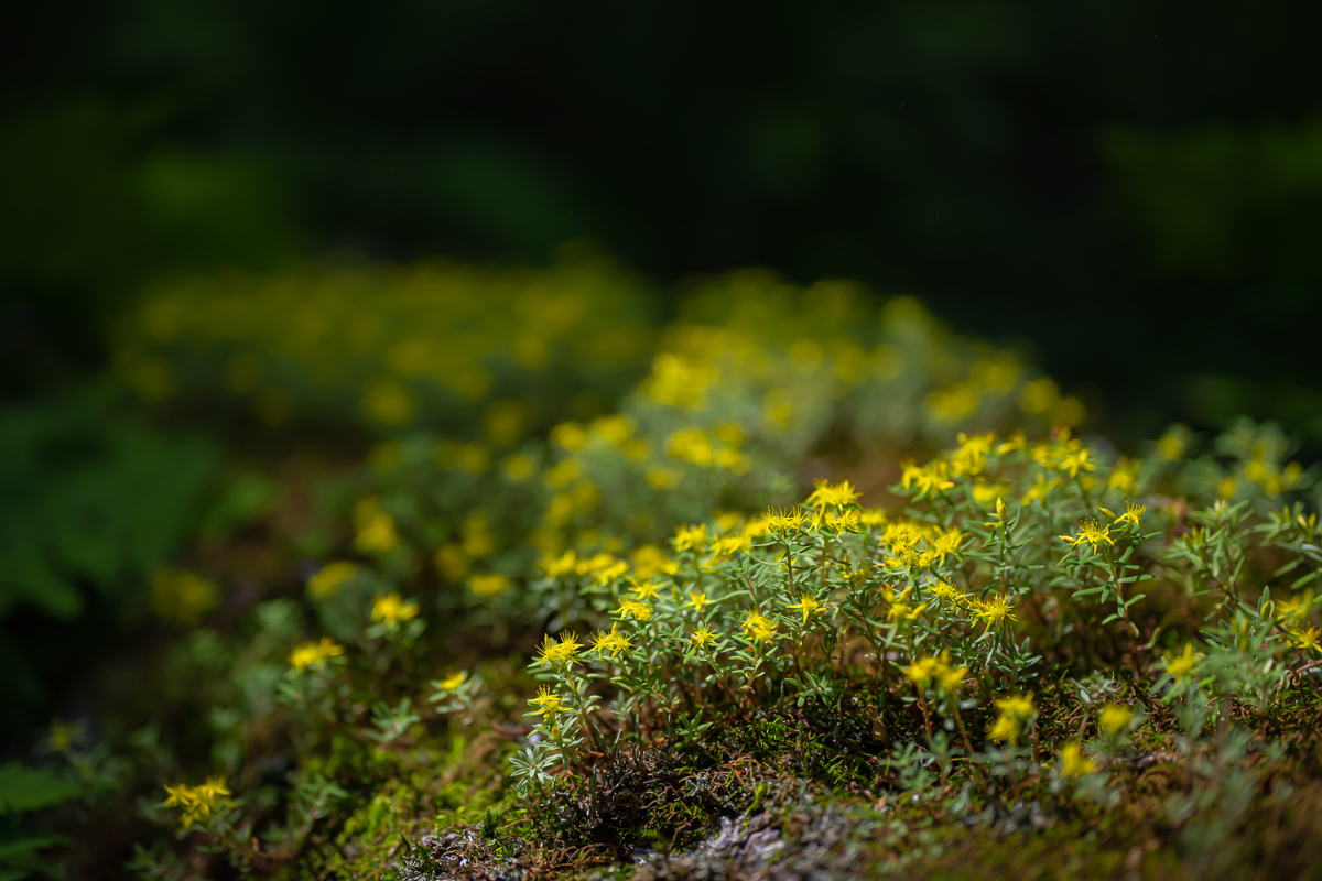 DSC_6783.jpg