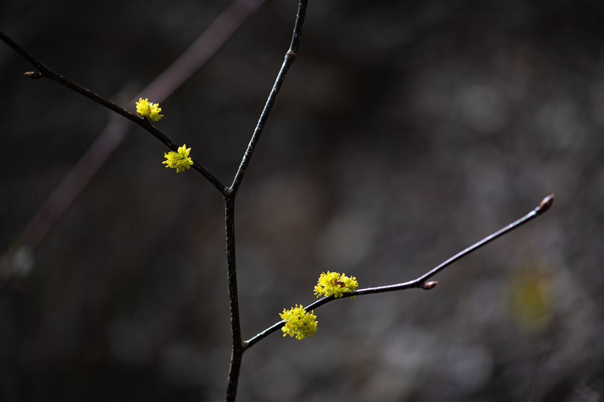DSC_0013.jpg