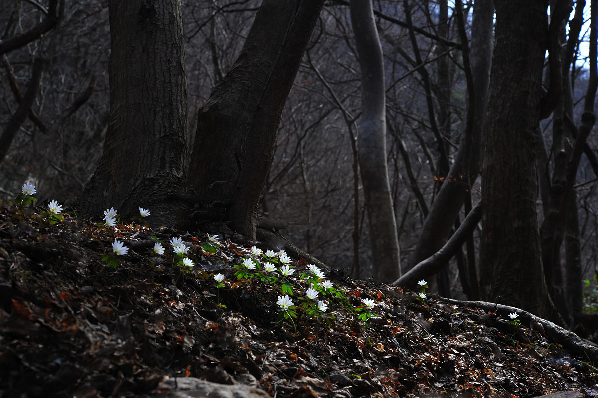 DSC_9986aa.jpg