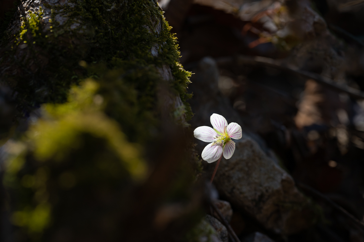 DSC_9450.jpg