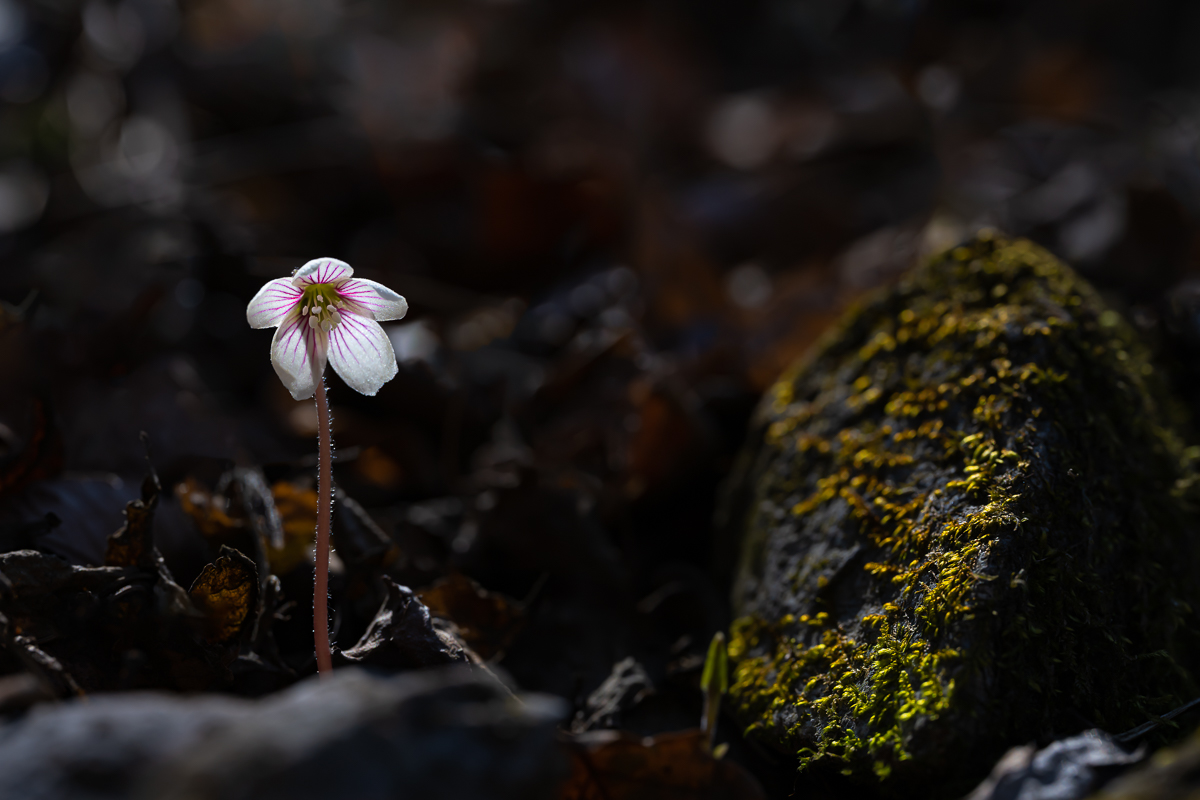 DSC_9454.jpg