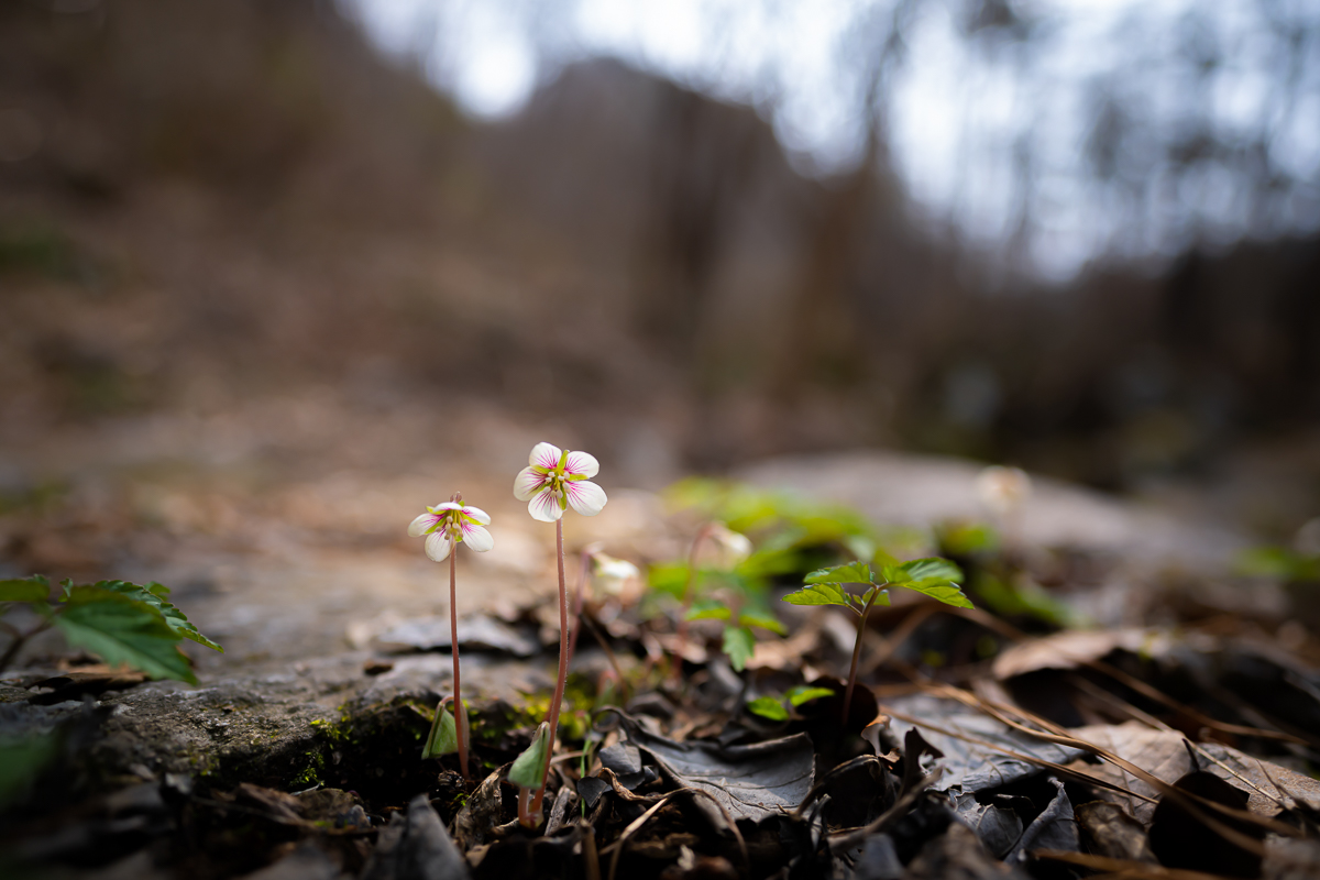 DSC_9042.jpg