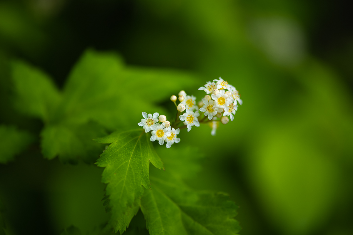 DSC_8643.jpg