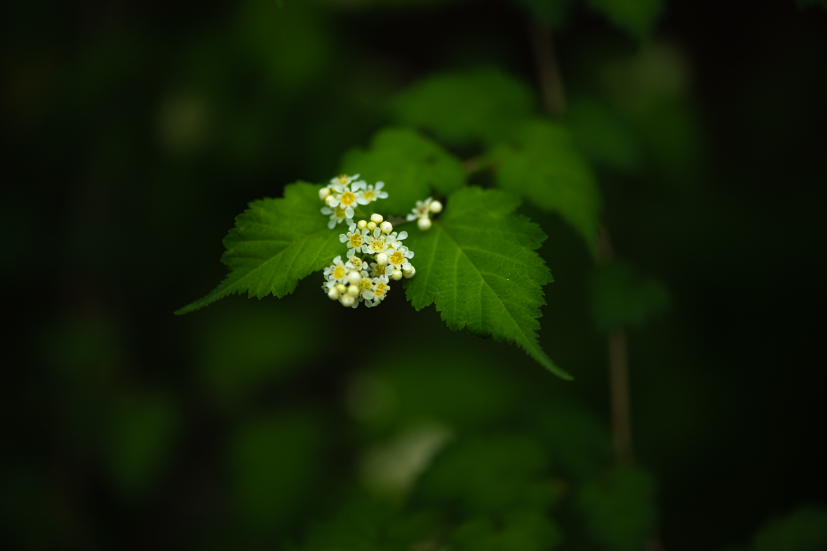 DSC_8563.jpg