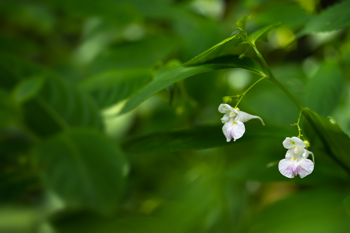 DSC_7887.jpg