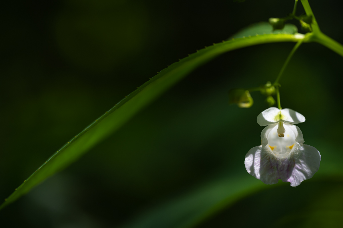 DSC_7884.jpg