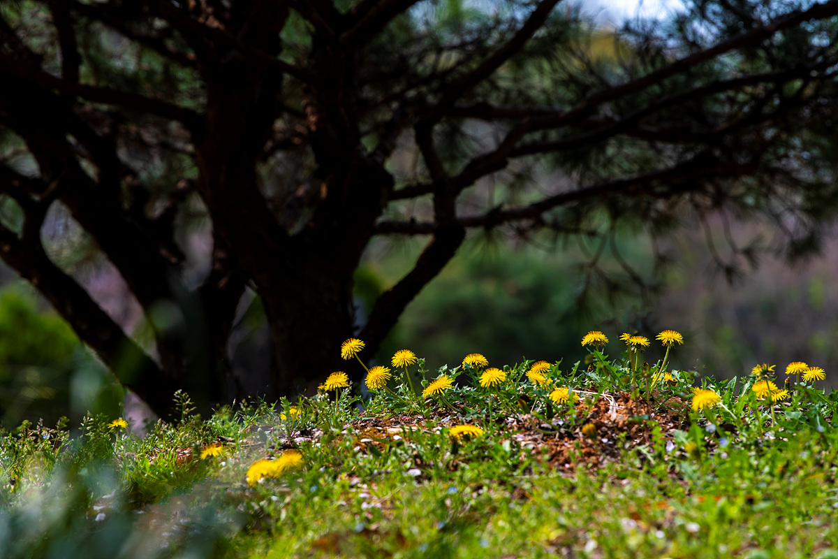 _DSC3275a.jpg