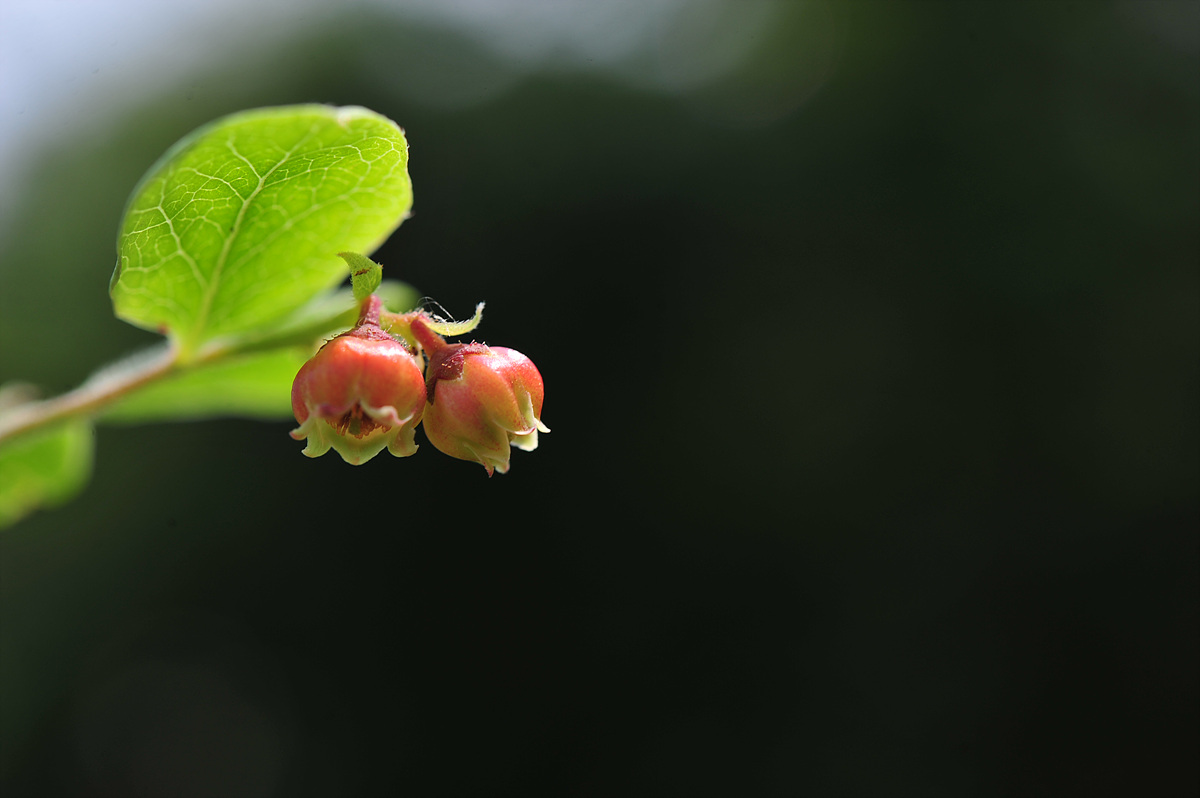 DSC_7866.jpg
