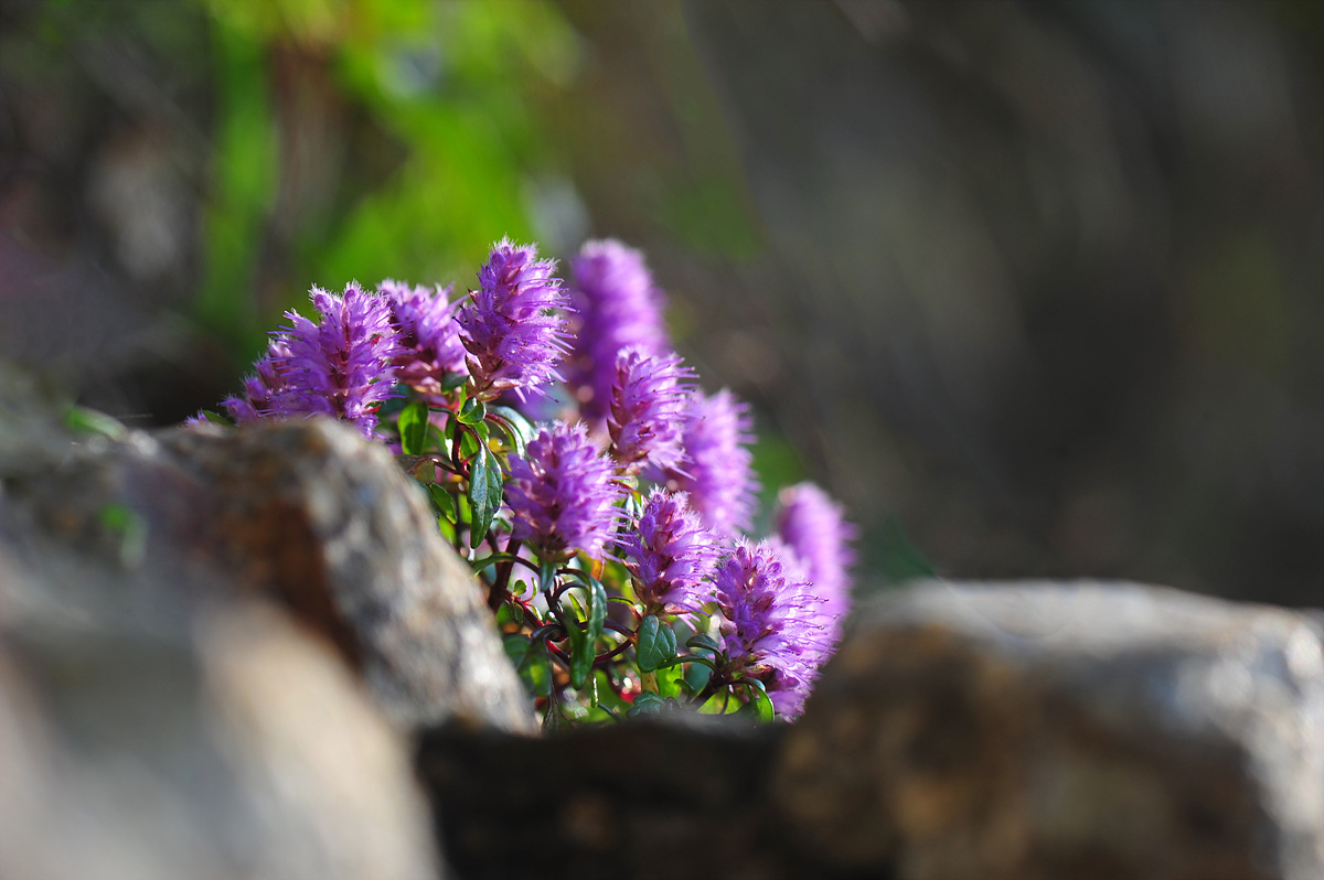 DSC_3699s.jpg