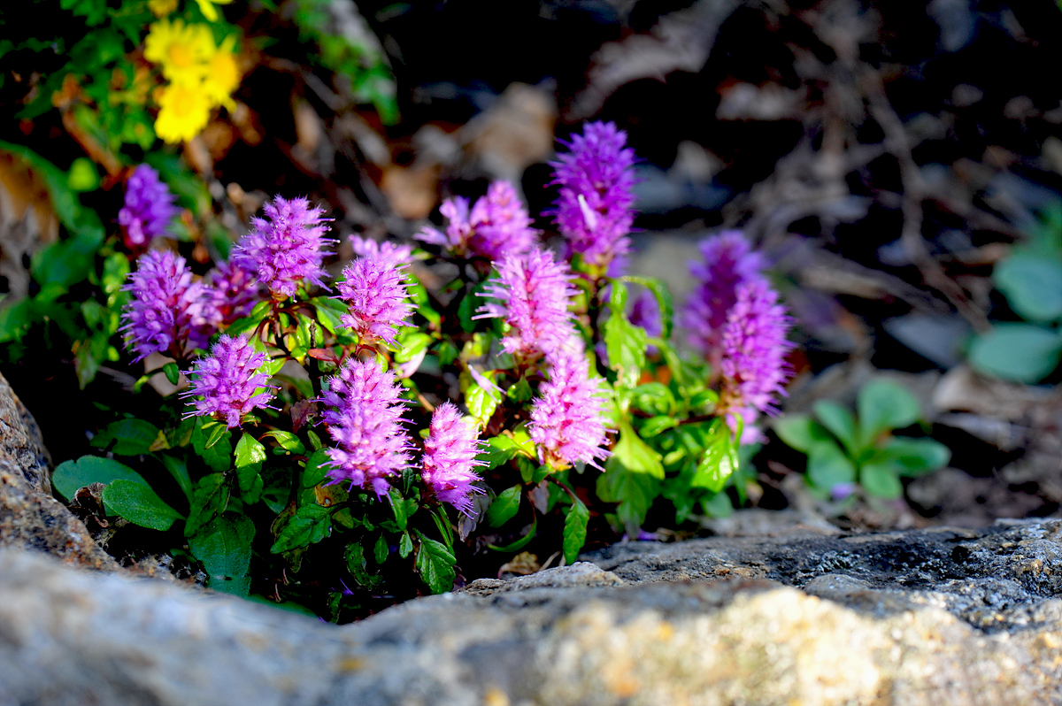 DSC_3301s.jpg