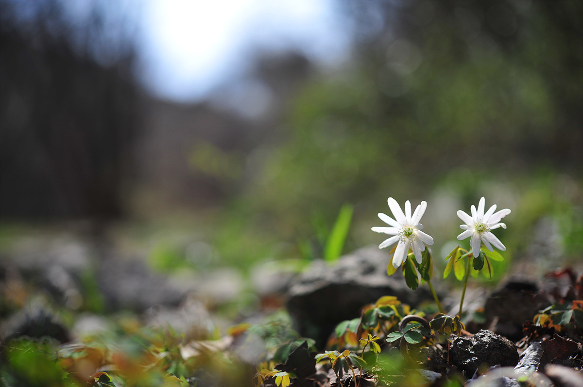 DSC_1714s.jpg