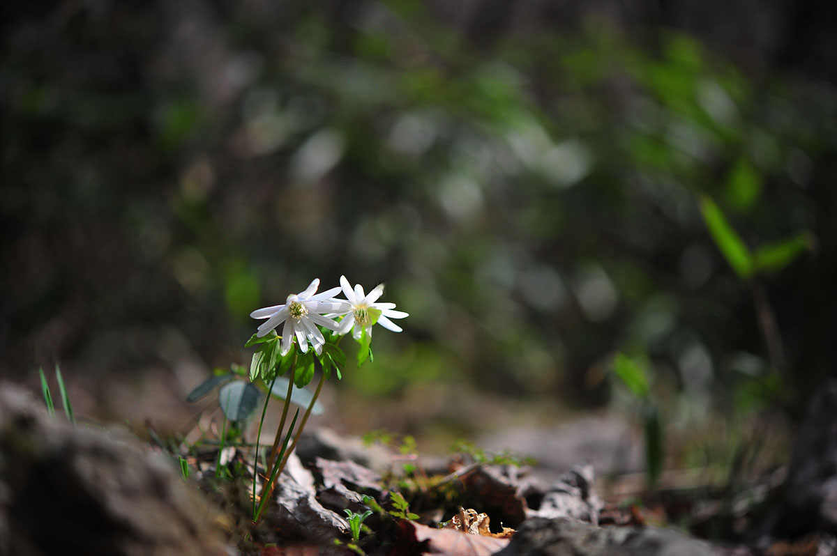 DSC_1984aa.jpg
