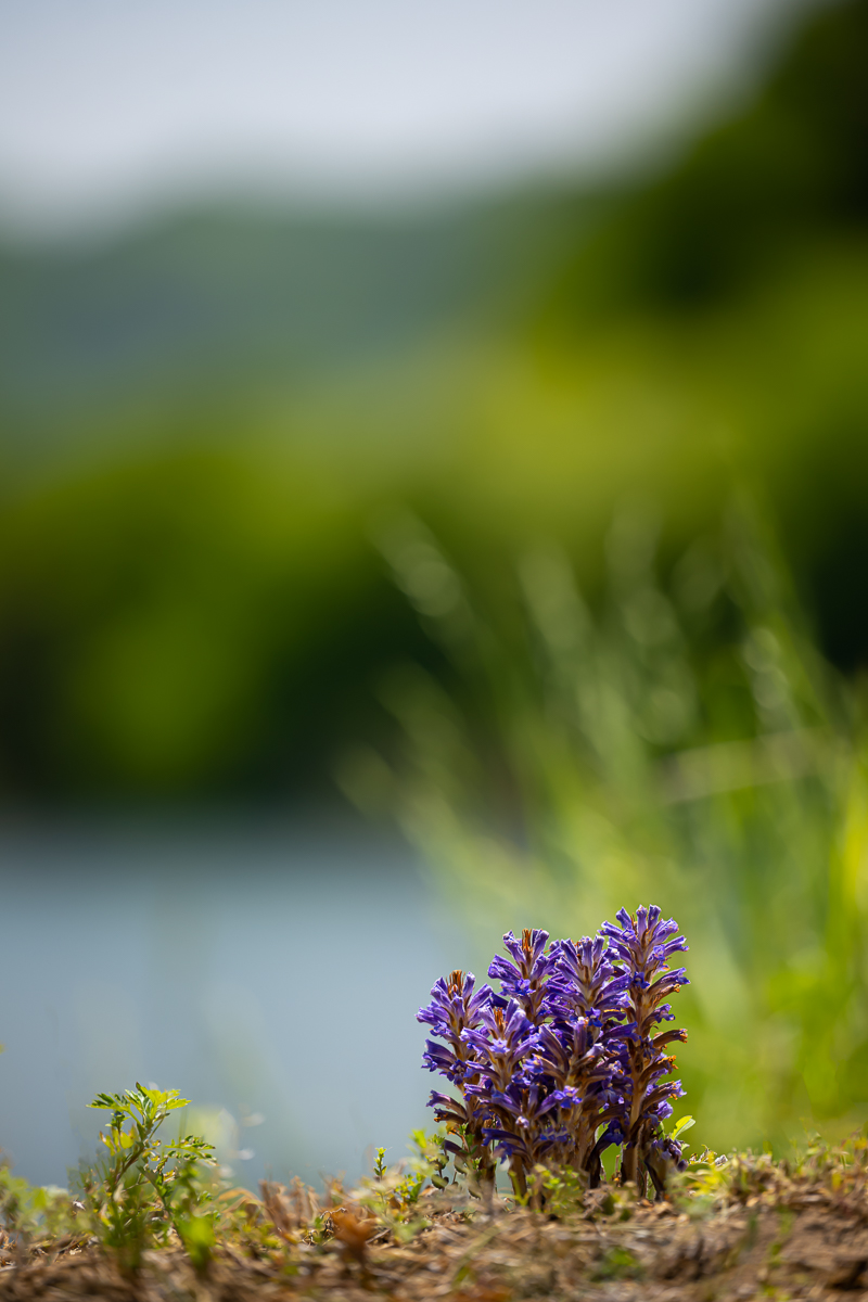 DSC_8073.jpg