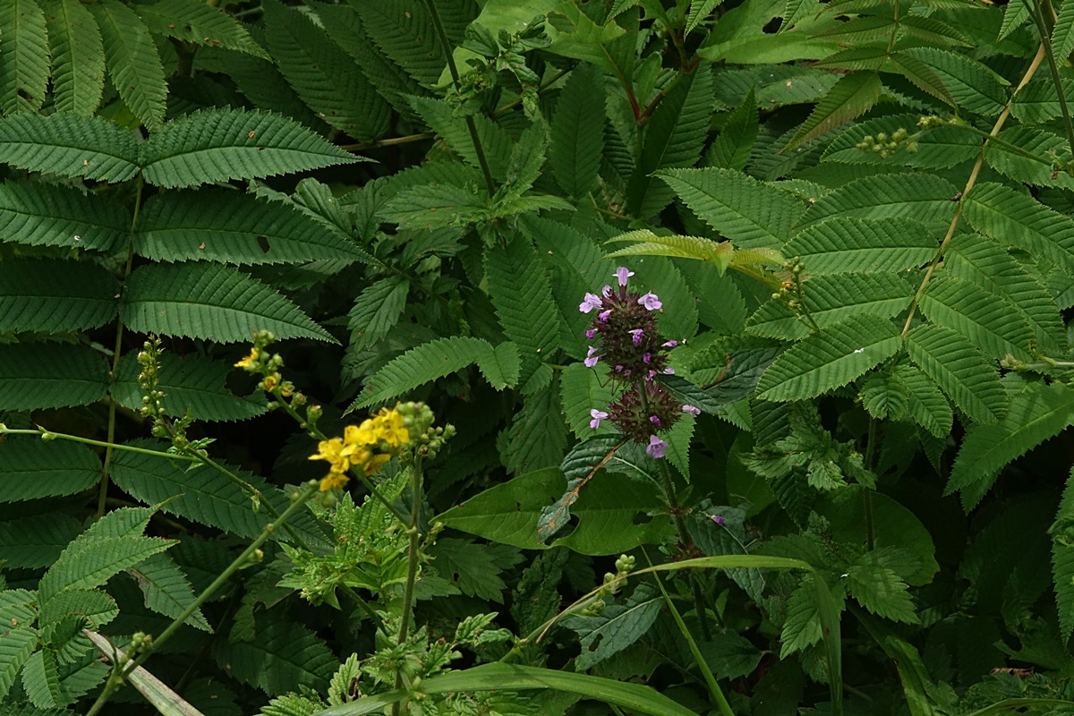 25-08-01 (192)-1.JPG