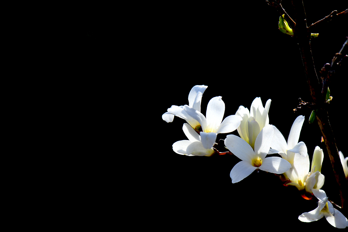 DSC_5822ccc.jpg