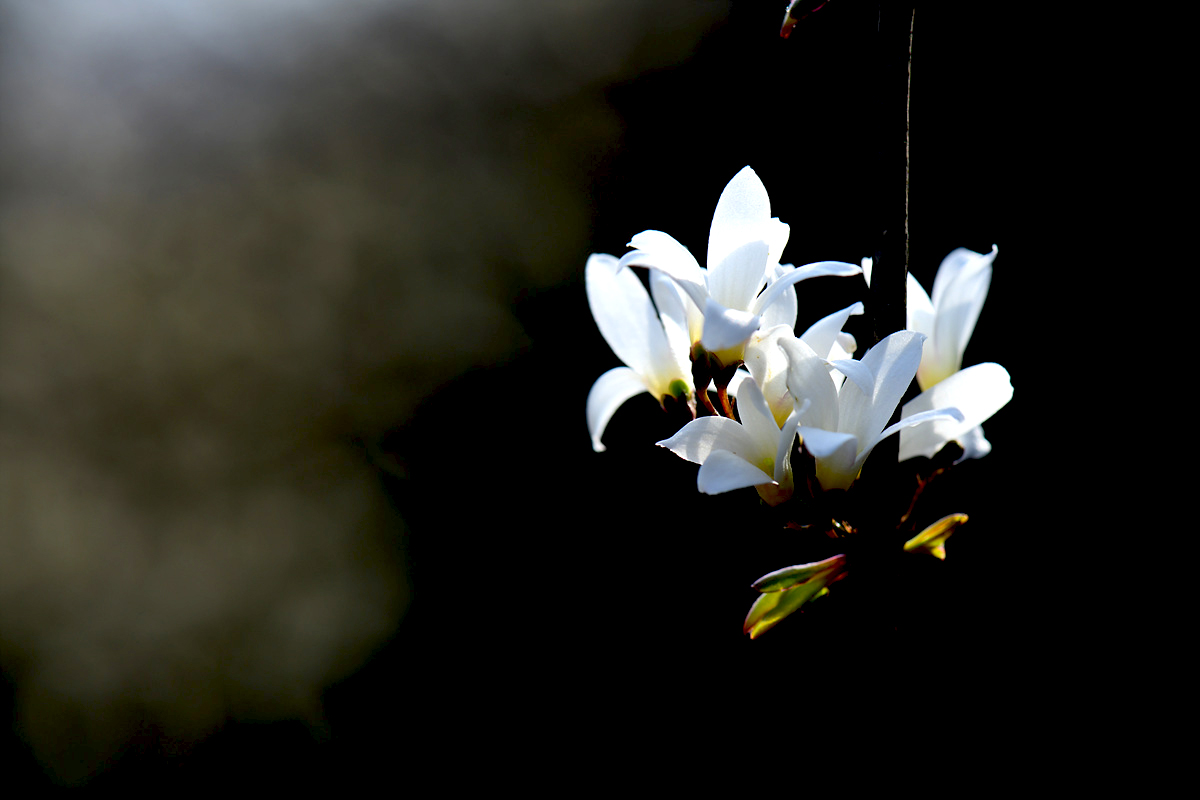 DSC_5809ccc.jpg