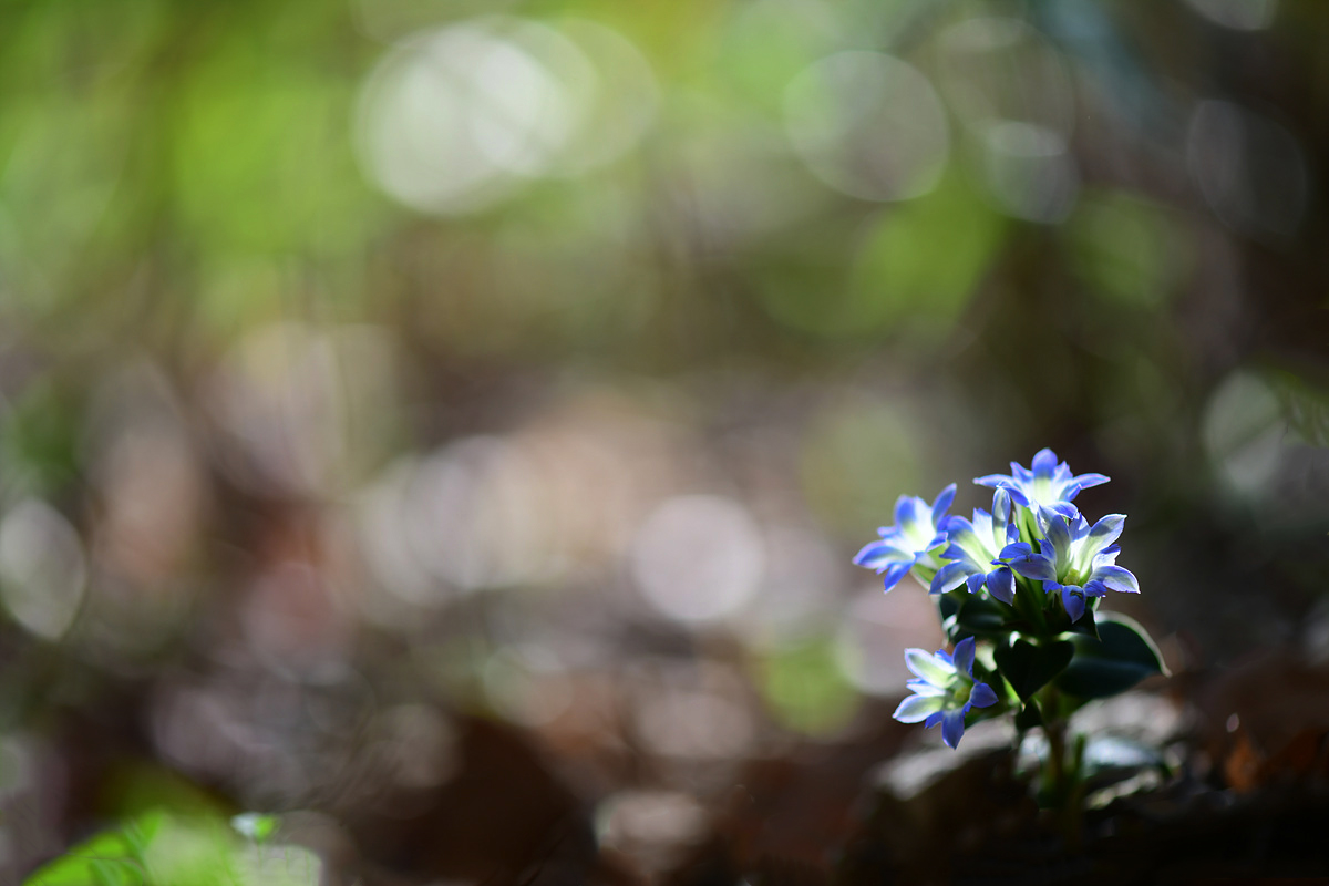 DSC_1596aaa.jpg