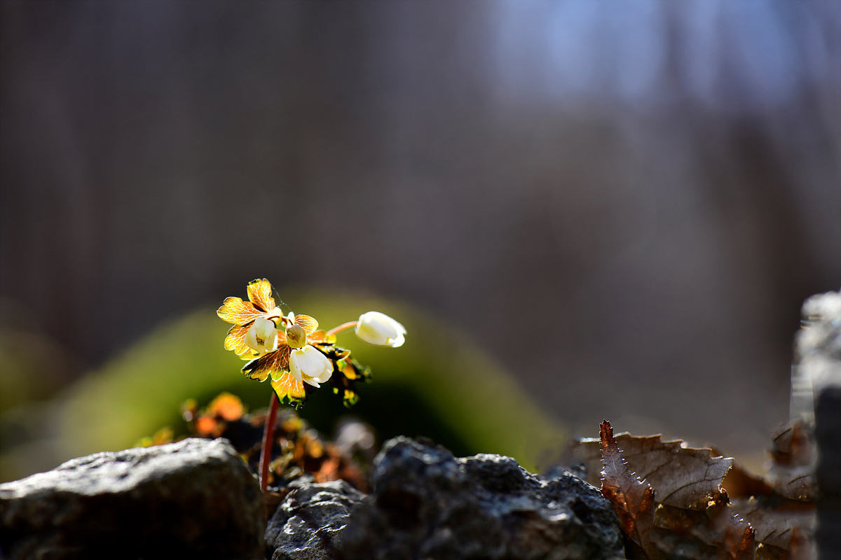 _DSC8410AA.jpg