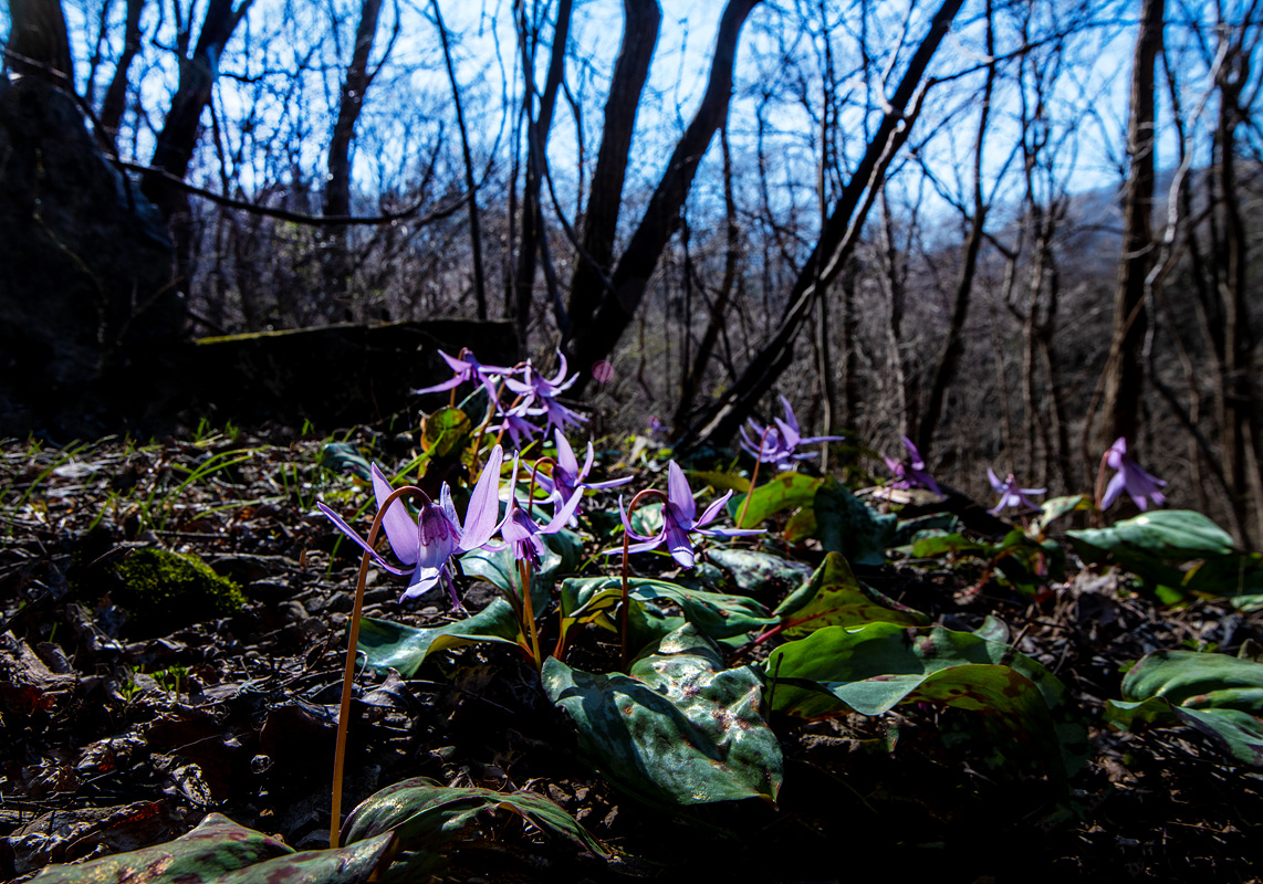 _DSC0306aa.jpg