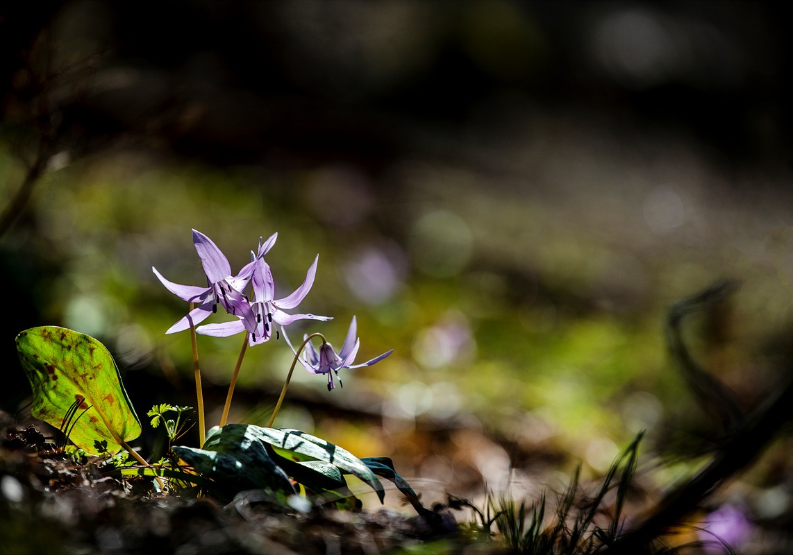 _DSC0282aa.jpg