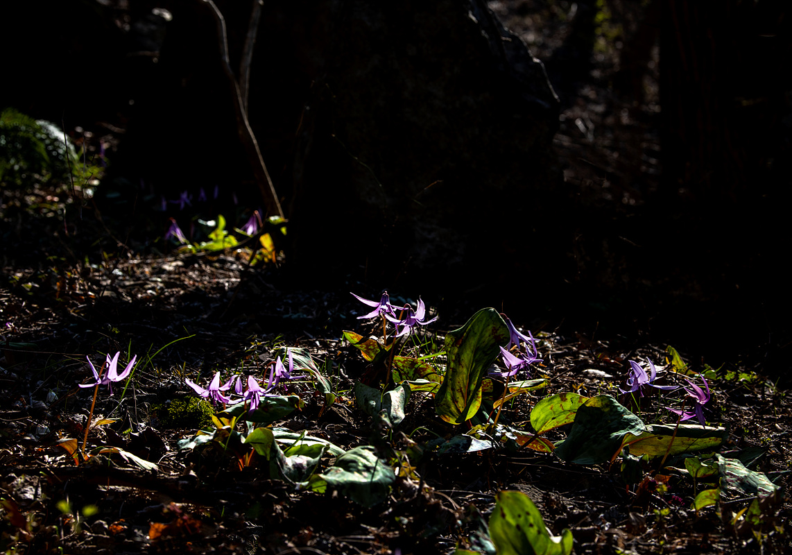 _DSC0295aa.jpg