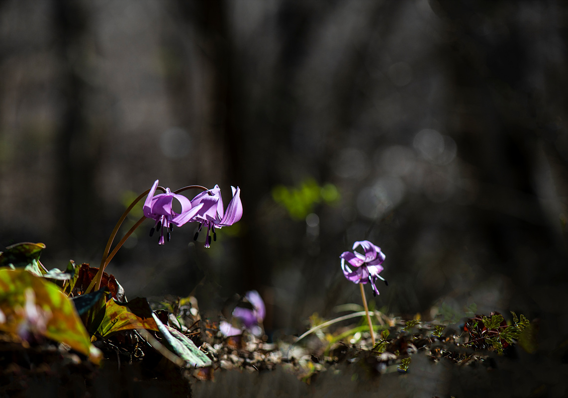 _DSC0275aa.jpg