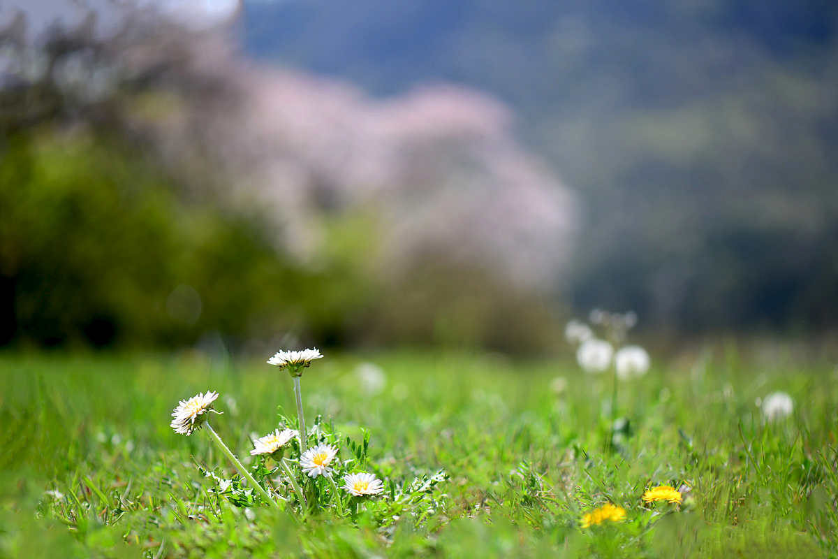 DSC_1229aaa.jpg