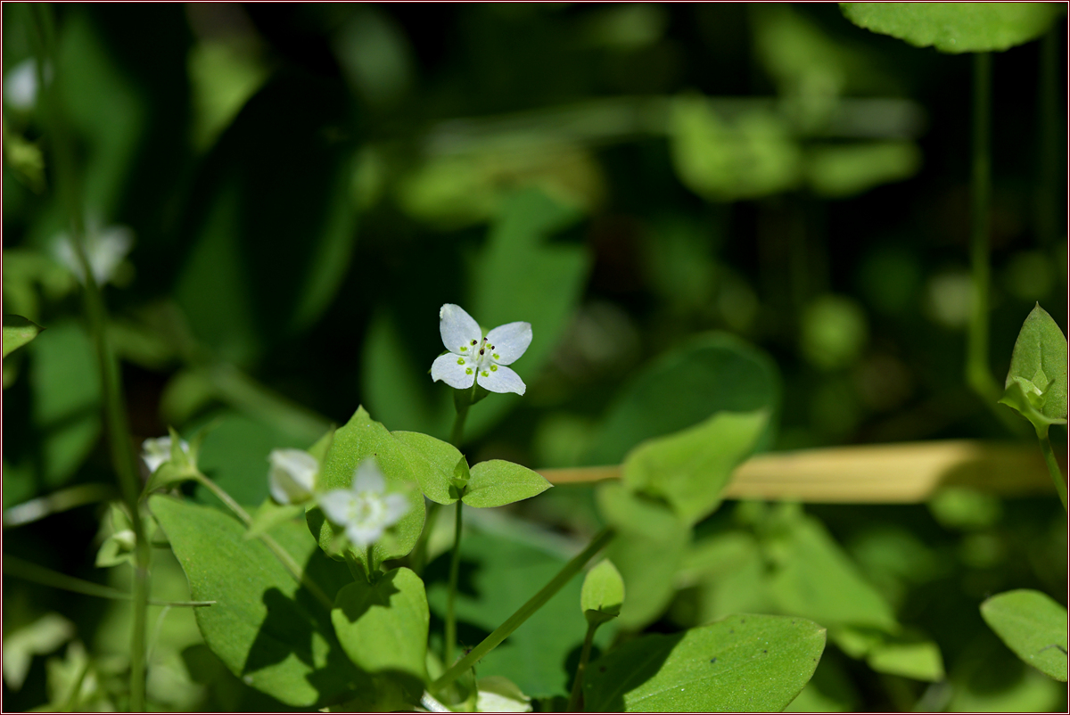 DSC_2255.jpg