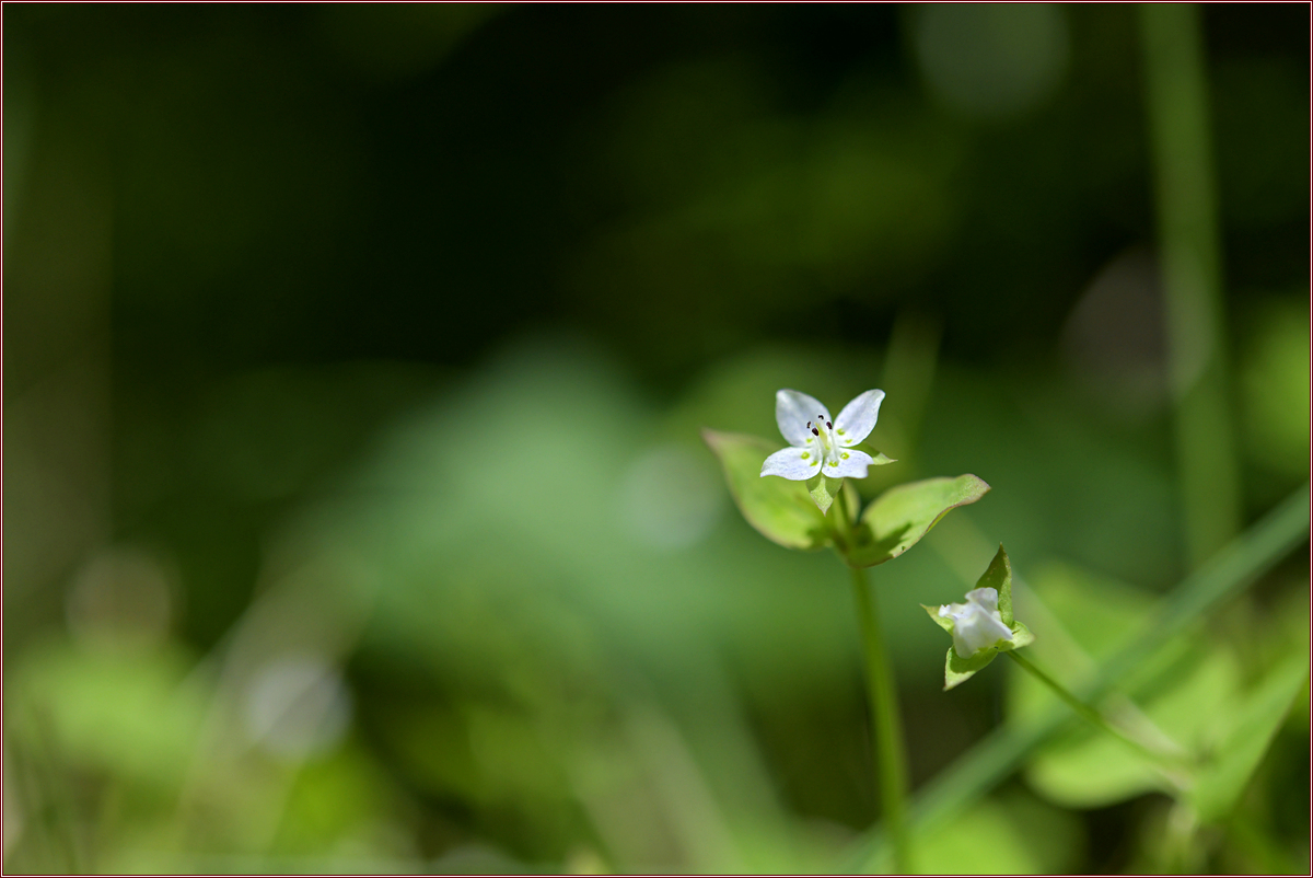 DSC_2251.jpg
