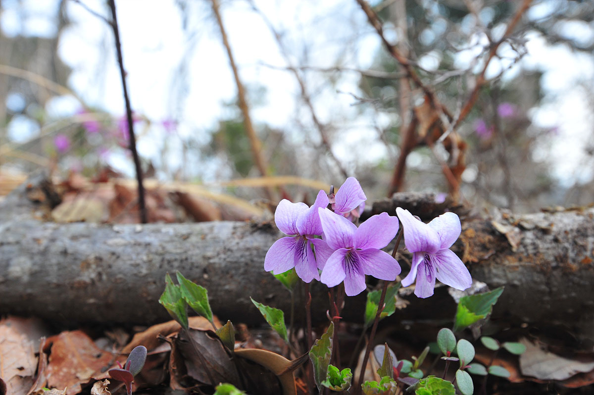DSC_0815aa.jpg