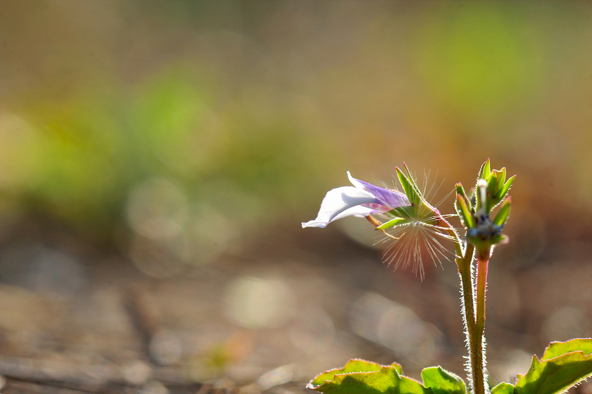 DSC_5028s.jpg