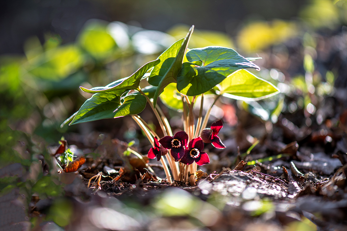 _DSC3567aaa.jpg