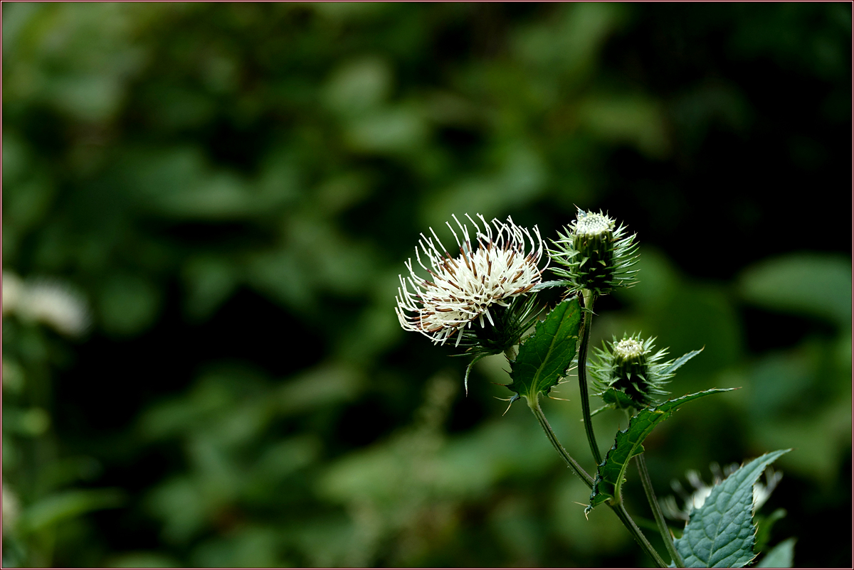 KHS03459.jpg