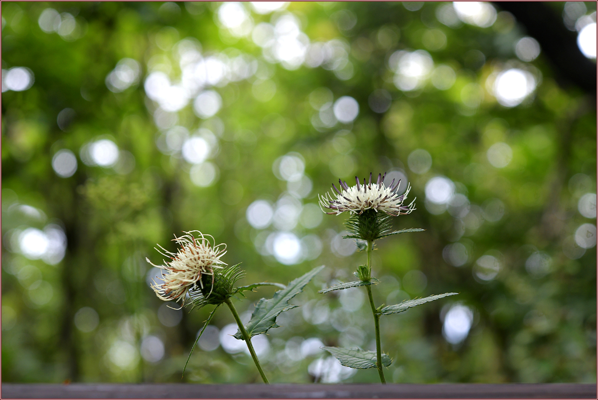 DSC_6040.jpg