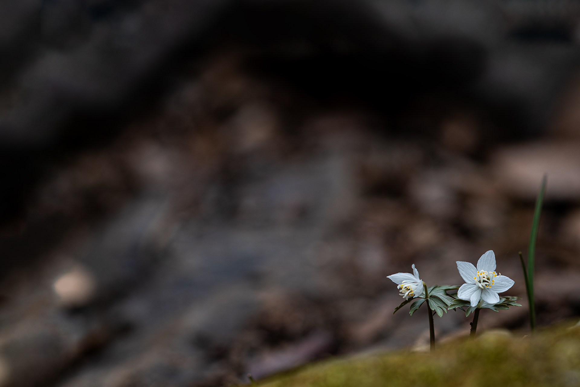_DSC0747.jpg