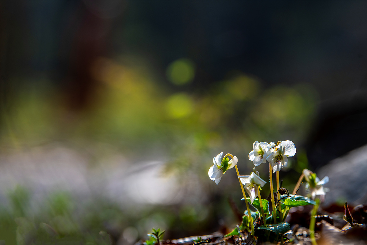 _DSC3556aaa.jpg
