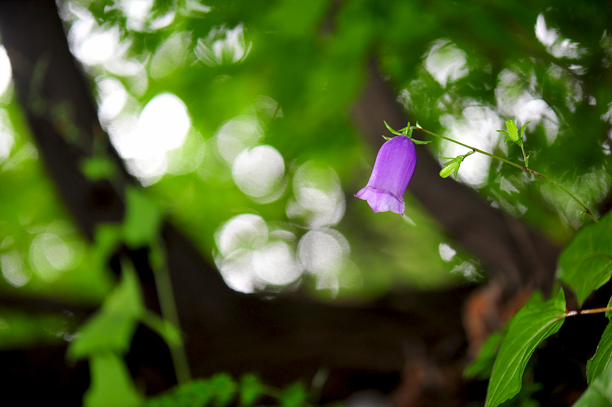 DSC_2974s.jpg