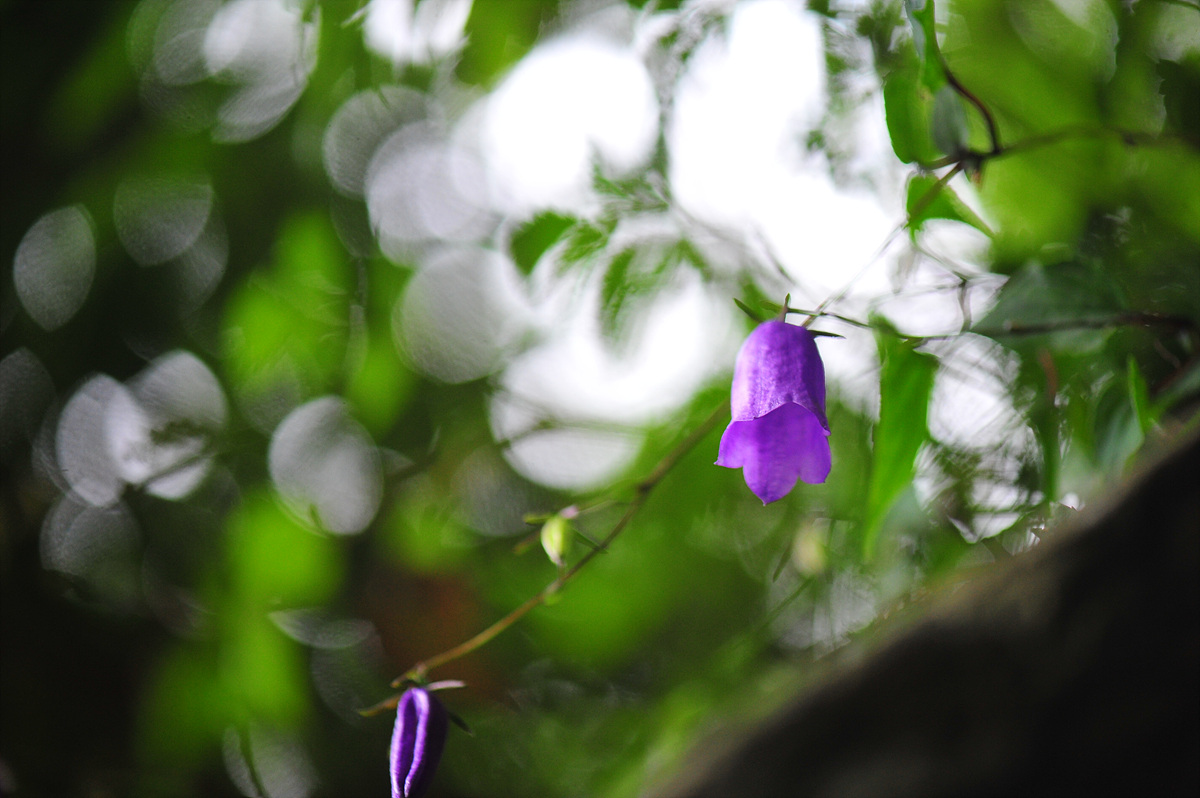 DSC_3198.jpg