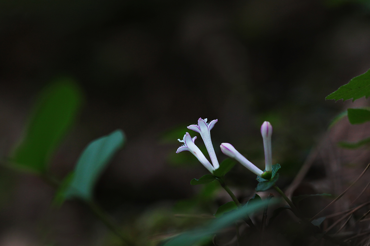 IMG_1746a.jpg