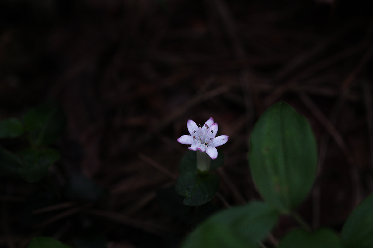 IMG_1751a.jpg