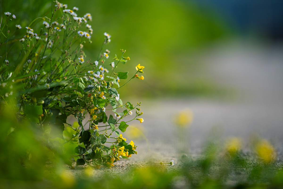 DSC_2545aa.jpg