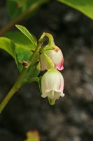 산앵도236.jpg