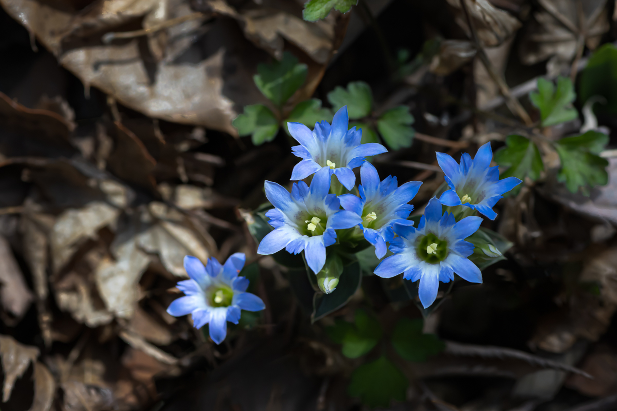 DSC_2110.jpg